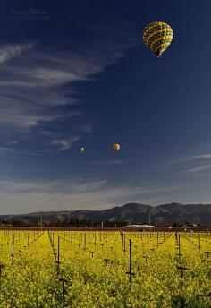 
                    
                        Napa Valley early spring with blooming mustard
                    
                