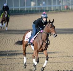 
                    
                        It's Kentucky Oaks Day and we have gorgeous weather - fitting for a day when it's all about the ladies!  This beautiful filly getting her morning exercise is Puca.  Photo credit:  Dan Dry
                    
                