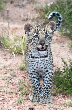 
                    
                        funkysafari:  African Leopard Cub by Mister-E
                    
                