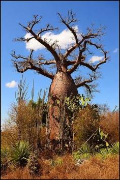 
                    
                        Baobab Tree Madagascar - Holiday$pots4u
                    
                