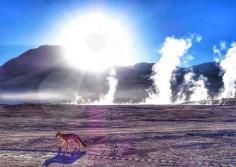 
                    
                        Geisers del tatio, Calama, Chile - Wild Fox at sunrise over at the...
                    
                