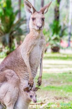 
                    
                        Carnarvon Gorge National Park, Queensland, Australia
                    
                