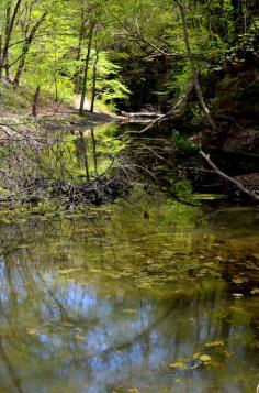 
                    
                        First green in the Matthiessen State Park Illinois by Grace Ray on 500px
                    
                