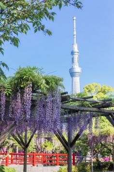 
                    
                        flic.kr/p/ncHG77 | Wisteria at Kameidoten-jinja with TOKYO SKYTREE
                    
                