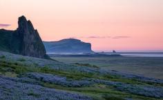 
                    
                        The coast of Southern Iceland as the sun rises over the lupines that cover the hills of V�k. (From: 12 GORGEOUS Images of the 'Golden Hour' Around the World)
                    
                