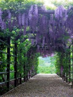 
                    
                        Picking a Garden Pergola : HGTV Gardens
                    
                