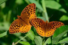 
                    
                        Hanover Bluff Nature Preserve, Jo Daviess County, Illinois - This...
                    
                