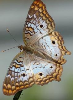 
                    
                        White Peacock (Anartia jatrophae) | Flickr - Photo Sharing!
                    
                