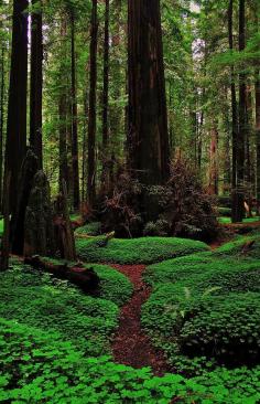 
                    
                        Forest Trail, Redwoods National Park, California
                    
                