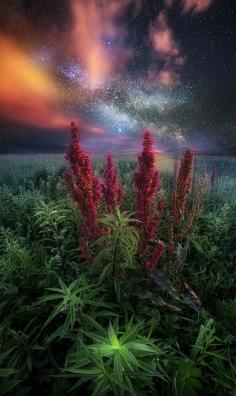 
                    
                        renamonkalou:  Phase of evolution  ©   Daniel Greenwood
                    
                