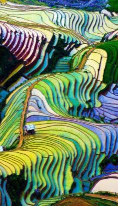 
                    
                        Unbelievably Photo Of Rice Fields. Beautiful Terraced rice field in Vietnam
                    
                