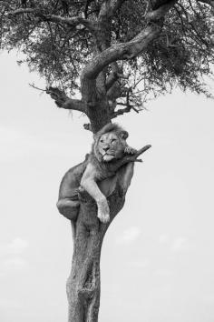 
                    
                        Crow's Nest, by Jay Rush,on 500px.com.
                    
                