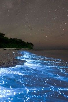 
                    
                        Biobay - Vieques, Puerto Rico. This unique bay contains up to 720,000 single-celled bioluminescent dinoflagellates per gallon of water.
                    
                