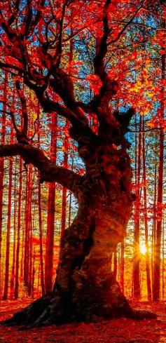 
                    
                        Autumn forest near the Belintash Rock landmark in the Rhodope Mountains of Bulgaria
                    
                