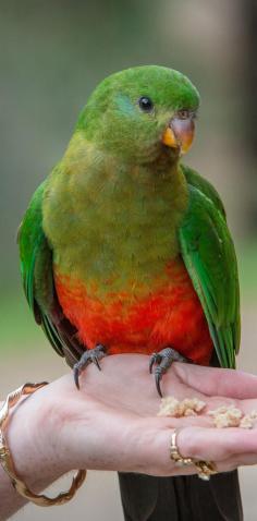 
                    
                        Evil Australian bird. Visit the Twelve Apostles and explore the scenic Great Ocean Road in 2 days. Find out where you should stop on this world renowned scenic drive in Australia. Family Travel Melbourne. Roadtrip.
                    
                