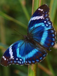 
                    
                        ~~Tanzanian Diadem Butterfly | Project Noah~~
                    
                