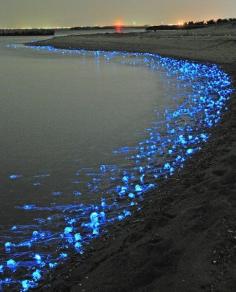 glowing jellyfish in Toyama, Japan; the blue lights on the sea coast are glowing firefly squid