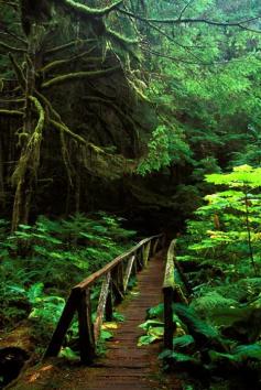 
                    
                        Mt. Rainier, Washington, United States of America....
                    
                