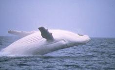 There are around 40 species of whales present right now, and there are some Albino whales too. These Albino animals define the epitome of beauty of the sea and its dwellers. Albino Whales are mostly found in the Arctic or Sub Arctic. These beautiful Albino Animals cannot live in hot or moderate temperature water and that’s why they are mostly found near the Arctic regions. Their numbers are not confirmed but there are no more than double figures.