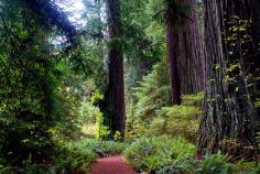 
                    
                        Redwood National and State Parks (RNSP) are located in the United States, along the coast of northern California
                    
                