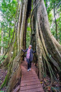 
                    
                        Giant strangler fig tree in The Bunya Mountains, Queensland, Australia
                    
                