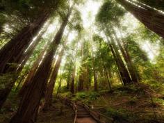 
                    
                        Muir Woods, CA
                    
                