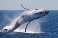 Whales of the world applaud UN banning Japanese "Biological Research" that killed 10,000 whales since 2010.  Photo by Nico Ransome with Coolangatta Whale Watch