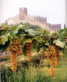 
                    
                        Soave, Italy
                    
                