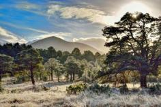 
                    
                        Rothiemurchus Forest
                    
                