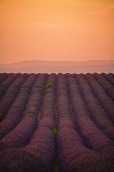 
                    
                        The Lavender fields in Provence, France
                    
                