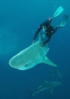 That's a bull shark!! Craziness. They let you ride them..