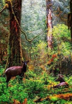 
                    
                        "These woods contain the source of magic itself" - @ brandonexplores on Instagram
                    
                