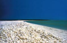 
                    
                        Shell Beach is situated in the Shark Bay region of Western Australia. This popular tourist spot stretches up to 110 kilometers.
                    
                