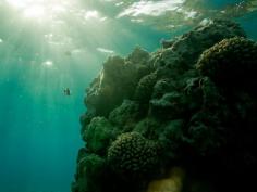 
                    
                        Papāhanaumokuākea Marine National Monument | Hawaiian Explorer
                    
                