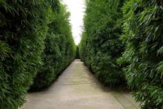 
                    
                        Ponder existence while wandering through the bamboo stalks of Italy's Masone Labyrinth
                    
                