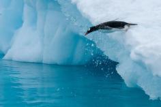 
                    
                        A Diving Gentoo Penguin in Paradise Bay, Antarctica
                    
                