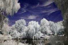 
                    
                        PostGraduateGoth: Mount Auburn cemetery, Cambridge, MA. in the dead of winter.
                    
                