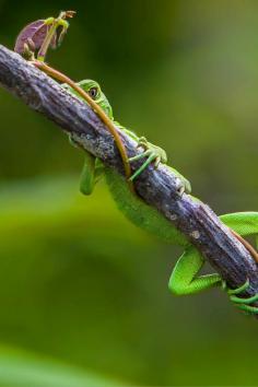 
                    
                        Hanging on for dear life in the Amazon | The Planet D
                    
                