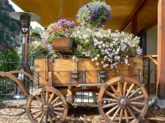 
                    
                        Summer flowers on a visit to Ouray, Colorado.
                    
                