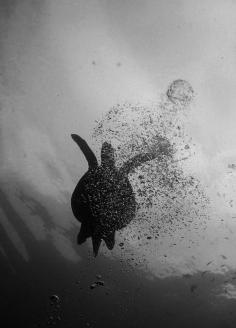 
                    
                        Turtle in Sipadan, Borneo
                    
                