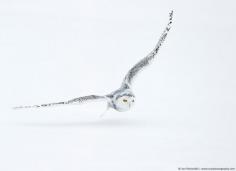 
                    
                        Snowy Owl - Image Copyright Jari Peltomaki, an ORYX photo tour leader. www.oryxphotograp... #Travel #birdphotography #wanderlust #tour #trip #explore #owl #place #destinations #photography
                    
                