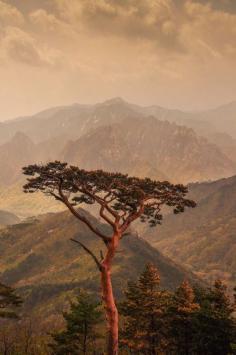 
                    
                        Seoraksan National Park - Korea
                    
                