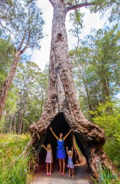 
                    
                        Valley of the Giants, Western Australia
                    
                