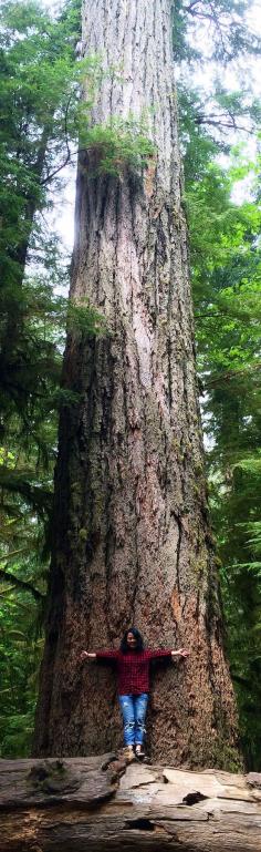 
                    
                        Admiring trees over 800 years old in Cathedral Grove on Vancouver Island in British Columbia via Round The World Girl
                    
                