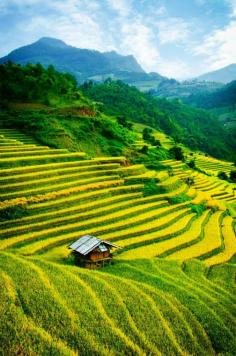 
                    
                        Mu Cang Chai, Yen Bai, #Vietnam. Vktour.com
                    
                