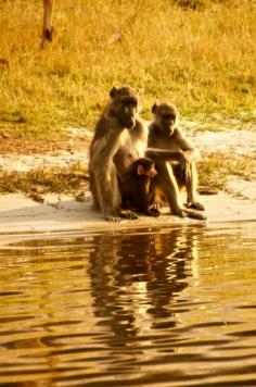 
                    
                        Bild aus dem Jahr 2015 aus der Region Chobe National Park, Kasane, Botswana
                    
                