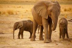 
                    
                        Bild aus dem Jahr 2015 aus der Region Chobe National Park, Kasane, Botswana
                    
                