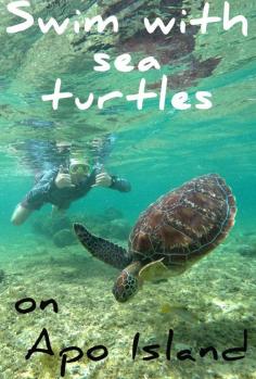 
                    
                        Ever wanted to swim with wild sea turtles? At Apo Island in the Philippines, there is a marine sanctuary where you can snorkel just a couple feet away from them!
                    
                