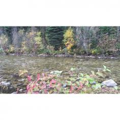 
                        
                            Listen to the sounds of the wilderness on the Selway River at the historic Magruder Ranger Station. A beautiful stop on the Magruder Corridor as it winds through Idaho between the Selway-Bitterroot Wilderness and the Frank Church-River of No Return
                        
                    