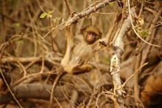 
                    
                        Bild aus dem Jahr 2015 aus der Region Chobe National Park, Kasane, Botswana
                    
                